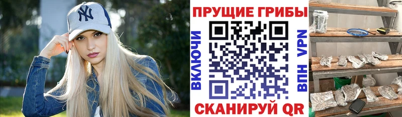 Купить где  Шатура  Галлюциногенные грибы ЛСД 